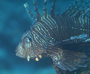 lionfish.jpg (10904 bytes)