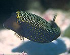 trunkfish.jpg (11878 bytes)